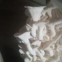 قارچ دکمه ای وصدفی موجود شد