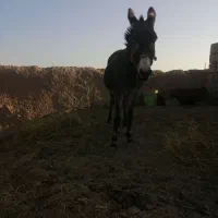 الاغ فروشی