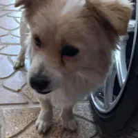 واگذاری سگ پامرانین روباهی