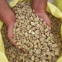 باقله خشک درجه یک