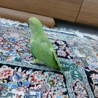 طوطی ملنگو ماده|پرنده|بوشهر, |دیوار