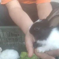 خرگوش کوچک|موش و خرگوش|شوشتر, |دیوار