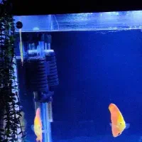 لوازم آکواریوم|ماهی|ری, دیلمان|دیوار