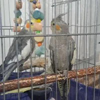 عروس هلندی