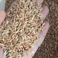 گندم مادری همراه جو