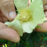 بذر عدس رقم بیله سوار