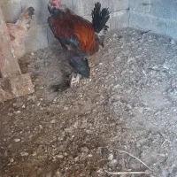 خروس دیلگونی|حیوانات مزرعه|بهبهان, |دیوار