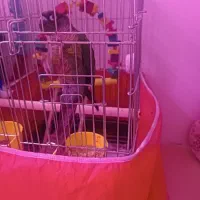 طوطی گریچینگ|پرنده|سهند, |دیوار