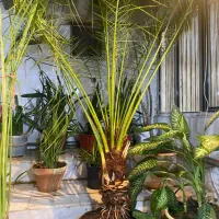 نخل فونیکس|گل و گیاه طبیعی|هشتگرد, گلسار|دیوار