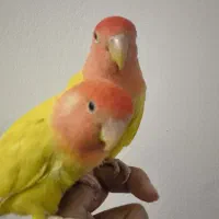 جفت کوتوله دستی سخنگو معاوضه با گرینچیک راهب عروس