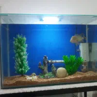 اکواریوم  خوش ابعاد
