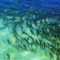 فروش بچه ماهی قزل الا اسپانیا