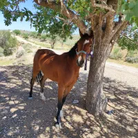 اسب مادیان|اسب و تجهیزات اسب‌سواری|فسا, |دیوار