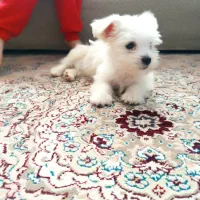 پودل کراس ۲ ماهه شناسنامه دار