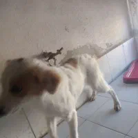 واگذاری سگ آپارتمانی|سگ|پرند, فاز ۶|دیوار