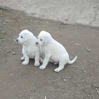 سگ سراب زیبا|سگ|لنگرود, |دیوار