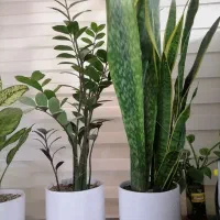 گل آپارتمانی