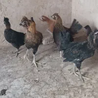 ۶عدد دوتک ۵ ماهه چل تاج ریش