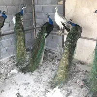 تخم نطفه دار طاووس