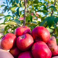 باغ ۵۰۰متری منطقه ویلایی توریستی ماریان باسهمیه آب|فروش زمین و ملک کلنگی|مشهد, درزآب|دیوار