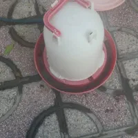 آبخوری پرندگان