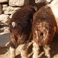 بره و میش|حیوانات مزرعه|اندیکا, |دیوار