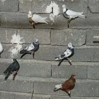 رنگ دمبی تهرانی|پرنده|چگنی, |دیوار