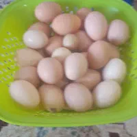 مرغ وخر‌س|پرنده|تربت‌حیدریه, تپه ننه حجی|دیوار