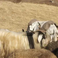 برای فروش|حیوانات مزرعه|خلیفان, |دیوار