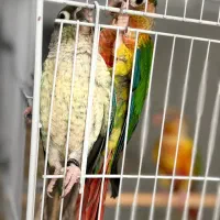 گرینچیک اناناسی /یلوساید/تراکوییس یلوساید|پرنده|تهران, آرژانتین|دیوار