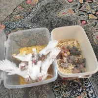 جوجه عروس هلندی جوجه کوتوله برزیلی