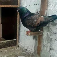 کبوتر کینگ زینتی|پرنده|چمستان, |دیوار