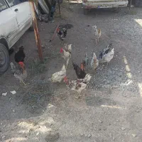 مرغ و خروس گلین