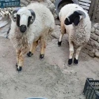 بره گوغر نر|حیوانات مزرعه|سیرجان, |دیوار