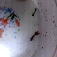 گوپی تاپ گرید|ماهی|تربت‌حیدریه, باغ سلطانی|دیوار