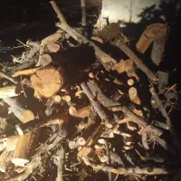 فروش چوب ذغالی تروخشک|خدمات باغبانی و درختکاری|کبودرآهنگ, |دیوار