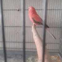 فنچ بنگالی. کراواتی و رز بورک|پرنده|تبریز, |دیوار