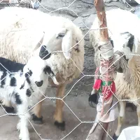 ۲عدد میش بره دار و ابست