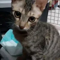 واگذاری رایگان