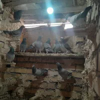 ۳۰ کبوتر پلاکی