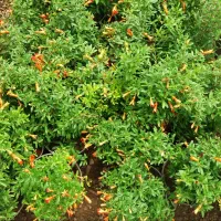 انواع گل و گیاه|گل و گیاه طبیعی|قم, چهل اختران|دیوار