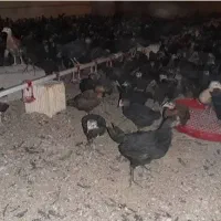 جوجه مرغ جهادی بلک استار