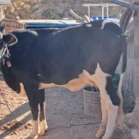 تلیسه اول شکم با گوساله بزرگ نر|حیوانات مزرعه|دالاهو, |دیوار