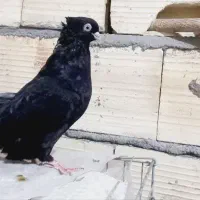 کبوتر