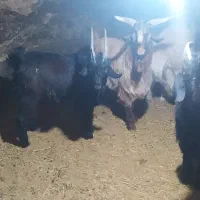 بزغاله|حیوانات مزرعه|آوج, |دیوار