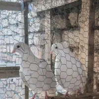 دوجفت کبوتر