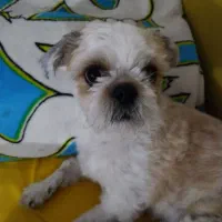 حیوان خانگی|سگ|رشت, کوی مهر|دیوار