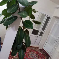 فروش گل آپارتمانی فیکوس