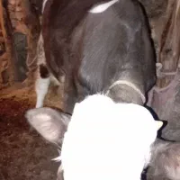 گوساله اصل سیمنتال بالای ۲۳۰کیلو ۷ماهه|حیوانات مزرعه|اهر, |دیوار