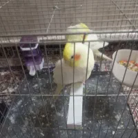نر ماده